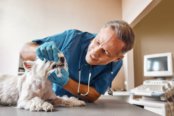 Best Walk-In Emergency Dental Services in Arbury Hls, IL